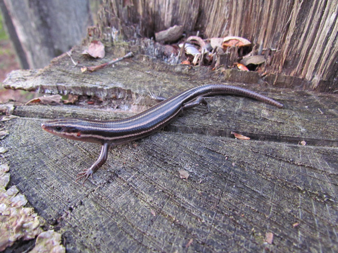 Five-lined Skink